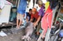 Proses pemindahan ternak babi dari kawasan permukiman di Kecamatan Panakkukang