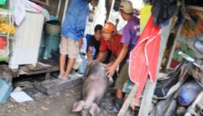 Proses pemindahan ternak babi dari kawasan permukiman di Kecamatan Panakkukang